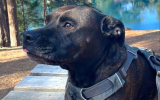 A family from West End are desperately trying to save their beloved family dog Ria after she was diagnosed with cancer