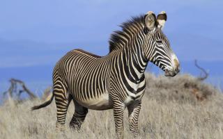 An endangered Grevy's zebra in northern Kenya