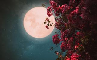 When is the May full moon? Find out when the Flower Moon reaches it peak in the UK.