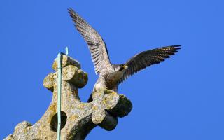 Daily Echo Camera Club member Paul Brady snapped a peregrine falcon, the world's fastest animal, landing with its wings stretched out.