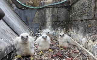 The peregrine chicks at Romsey Abbey
