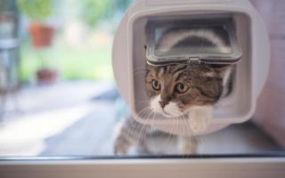Summer pet disappearances surge in Hampshire
