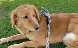 'Miracle' rescue dog Amber survived 36 days on the run after escaping from Bramshaw and swimming to Brownsea Island