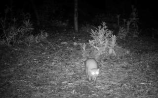 Rare pine martens caught on camera in New Forest's secret reserve
