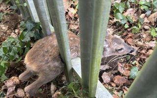 Young deer lies stuck as rescue begins on Vermont Close