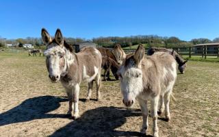 Donkeys at the Isle of Wight Donkey Sanctuary