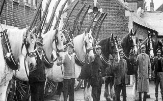 Southampton corporation horses.