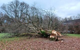 Mark Harris captured the oak tree at Fleming Avenue laying on the grass next to the play park.