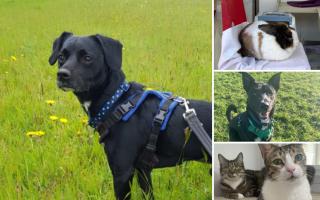 Can you help find a home for any of these Hampshire RSPCA pets?