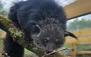 Hanoi the binturong settles into his treetop enclosure at Marwell Zoo