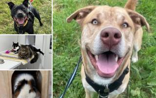 Can you help find a home for any of these Hampshire RSPCA pets?