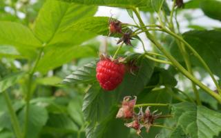 The Bumble Bees play a vital role in pollinating the raspberry flowers