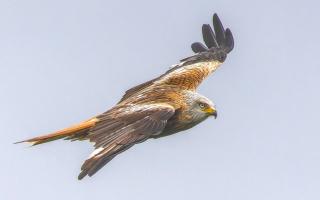 Red Kite