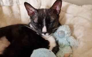 Max, the tuxedo cat, recovers at home after successful brain surgery